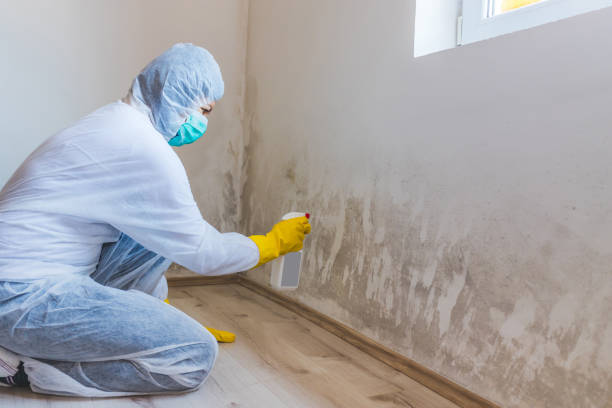 Licensed Mold Inspection service in Garden City, NY - WQB Mold Removal